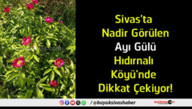 gülü