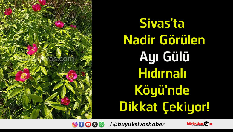gülü