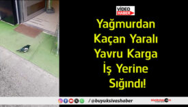 sığısa