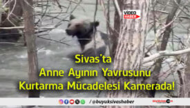 tarma