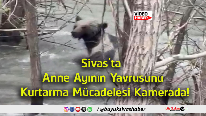 tarma