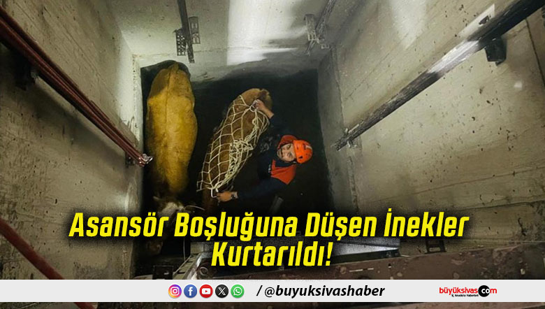 Asansör Boşluğuna Düşen İnekler Kurtarıldı!