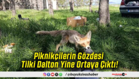 Piknikçilerin Gözdesi Tilki Dalton Yine Ortaya Çıktı!