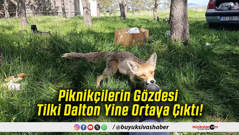 Piknikçilerin Gözdesi Tilki Dalton Yine Ortaya Çıktı!