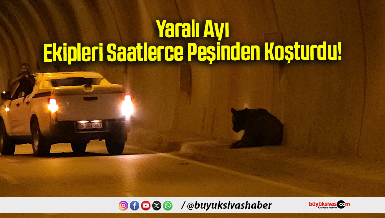 Yaralı Ayı
