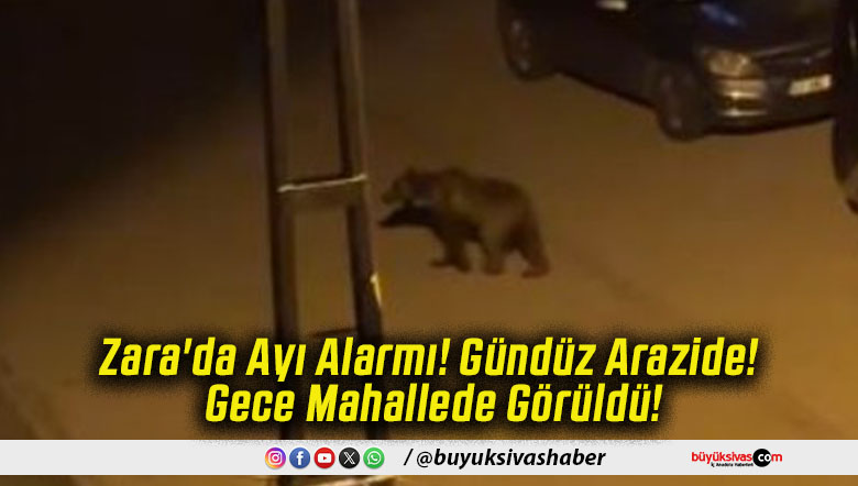 Zara'da Ayı Alarmı! Gündüz Arazide! Gece Mahallede Görüldü!