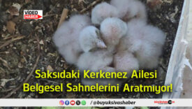 aratmıyor