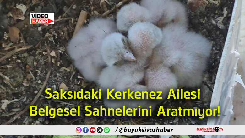 aratmıyor