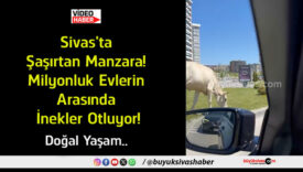 doğal
