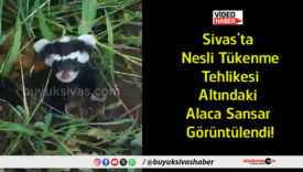görüntülendi