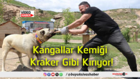 kangal