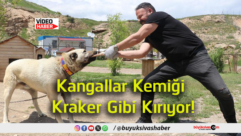 kangal