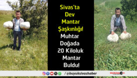 mantar