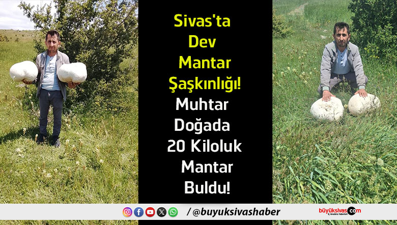 mantar