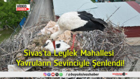 şenlendi