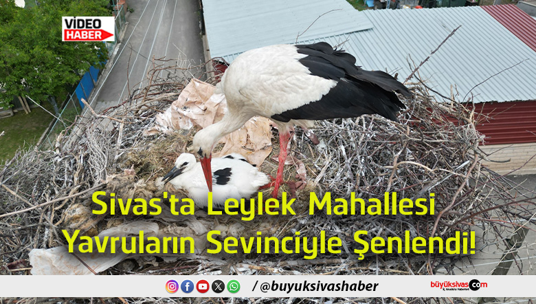 şenlendi