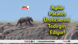 tedirgin