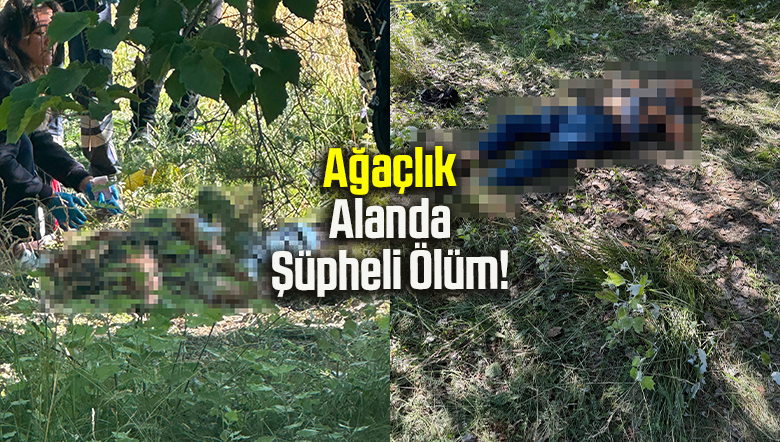 Ağaçlık Alanda