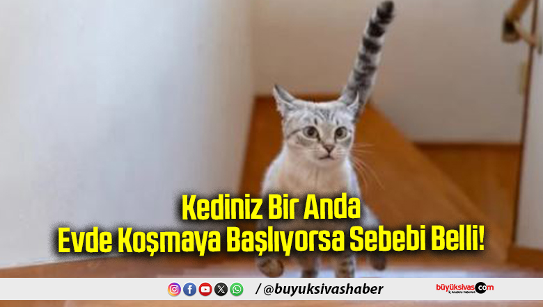 Kediniz