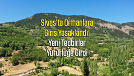 Ormanlara Giriş