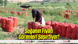 Soğanın Fiyatı