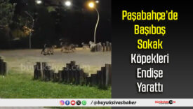 Sokak Köpekleri Endişe Yarattı