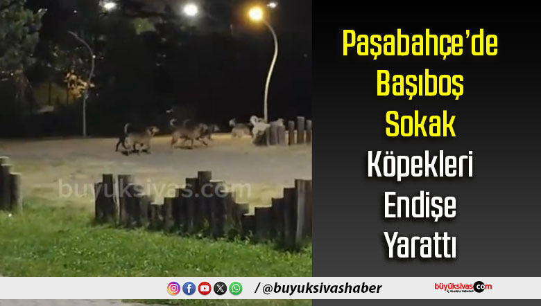 Sokak Köpekleri Endişe Yarattı