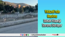 başıboş köpek