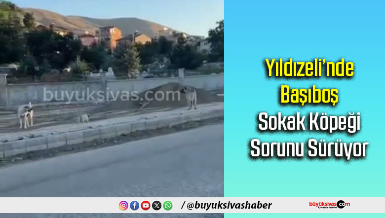 başıboş köpek
