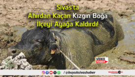 boğa