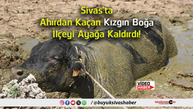 boğa