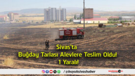 buğday