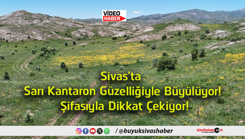 çekyor