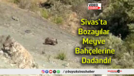 dadandı