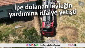 dolsnsn