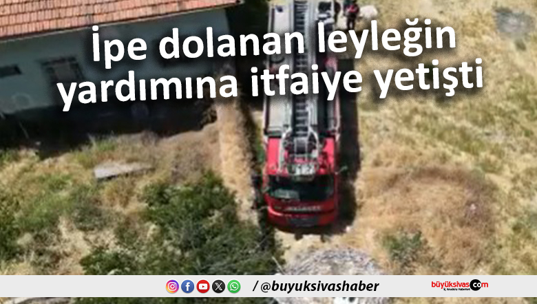dolsnsn