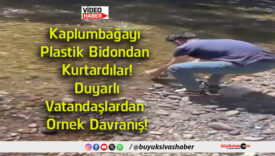 kaplumbağa
