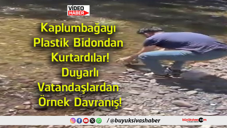 kaplumbağa