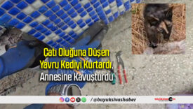 kedi kurtarması