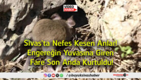 kurtuldu
