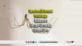 örmümcek