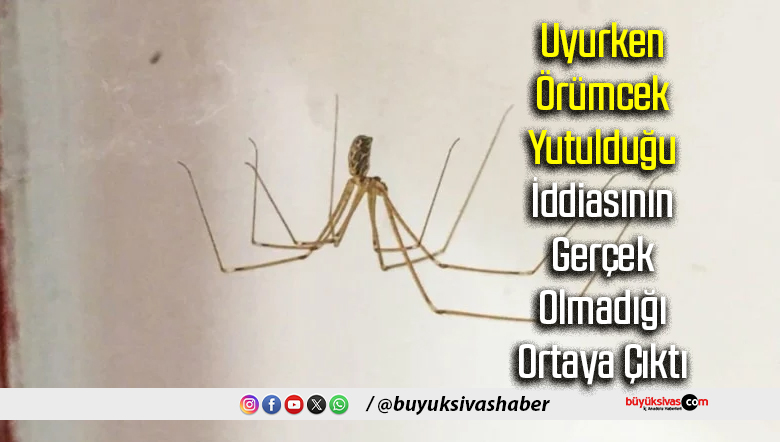 örümcek