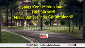 tilki