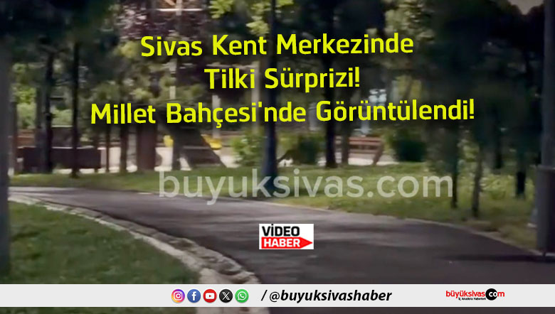 tilki