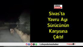 ayı