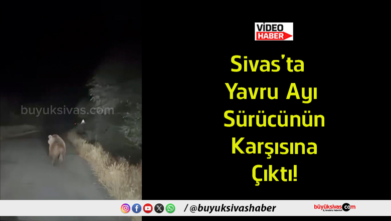 ayı