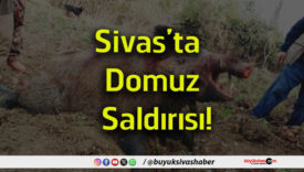 domuz