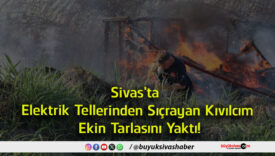 ekin tarlasını