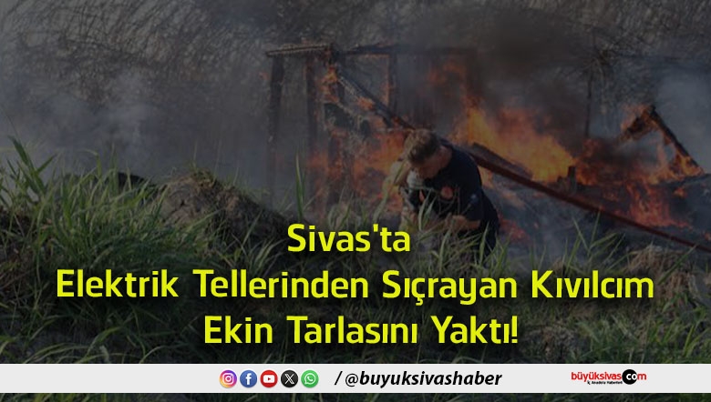 ekin tarlasını
