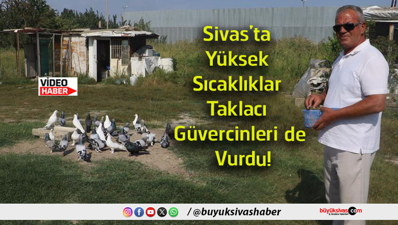 güvercin